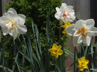 68069CrLe - Daffodils in our back garden   Each New Day A Miracle  [  Understanding the Bible   |   Poetry   |   Story  ]- by Pete Rhebergen